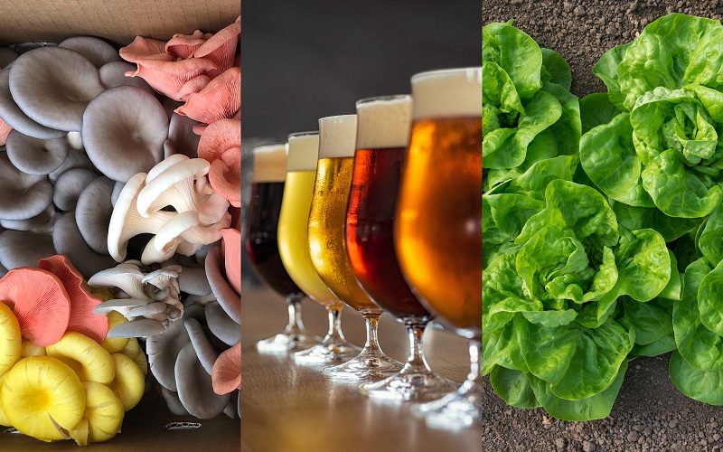 Mushrooms, beer and lettuce