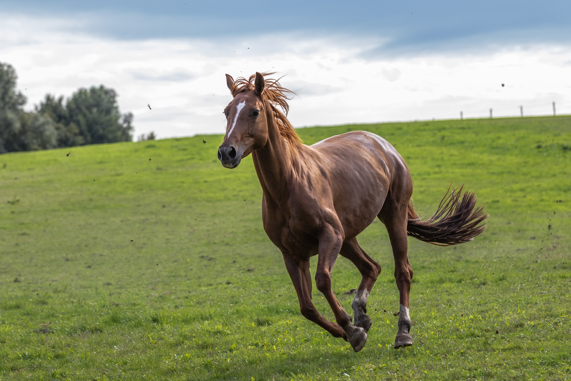 Horse galloping in a field