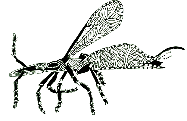 sketch of fig wasp by Benson Avea