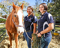 equestrian club members with a horse