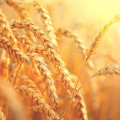 Grains in a field
