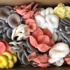 Mushrooms