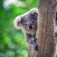 Koala