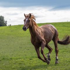 Horse galloping in a field