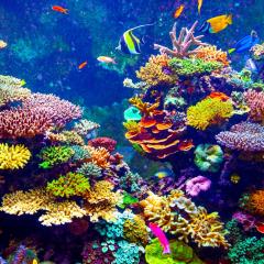 Coral reef