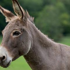 Donkey