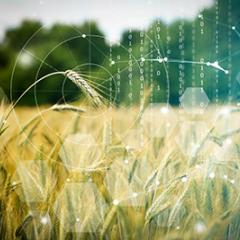 Grains