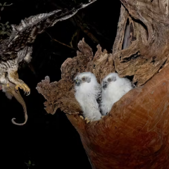 Owls sitting in a tree