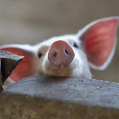 Pig