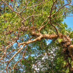 Pongamia