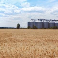 Wheat field