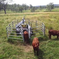 Cows