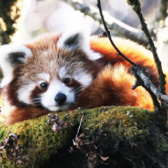 Red panda