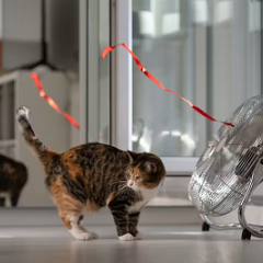 Cat with fan