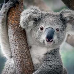 Koala
