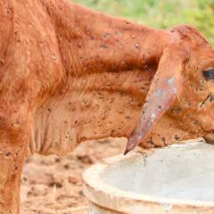 Cow