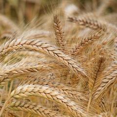 Grain