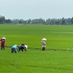Rice farmers