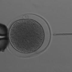 Embryo