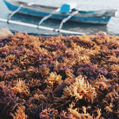 Seaweed
